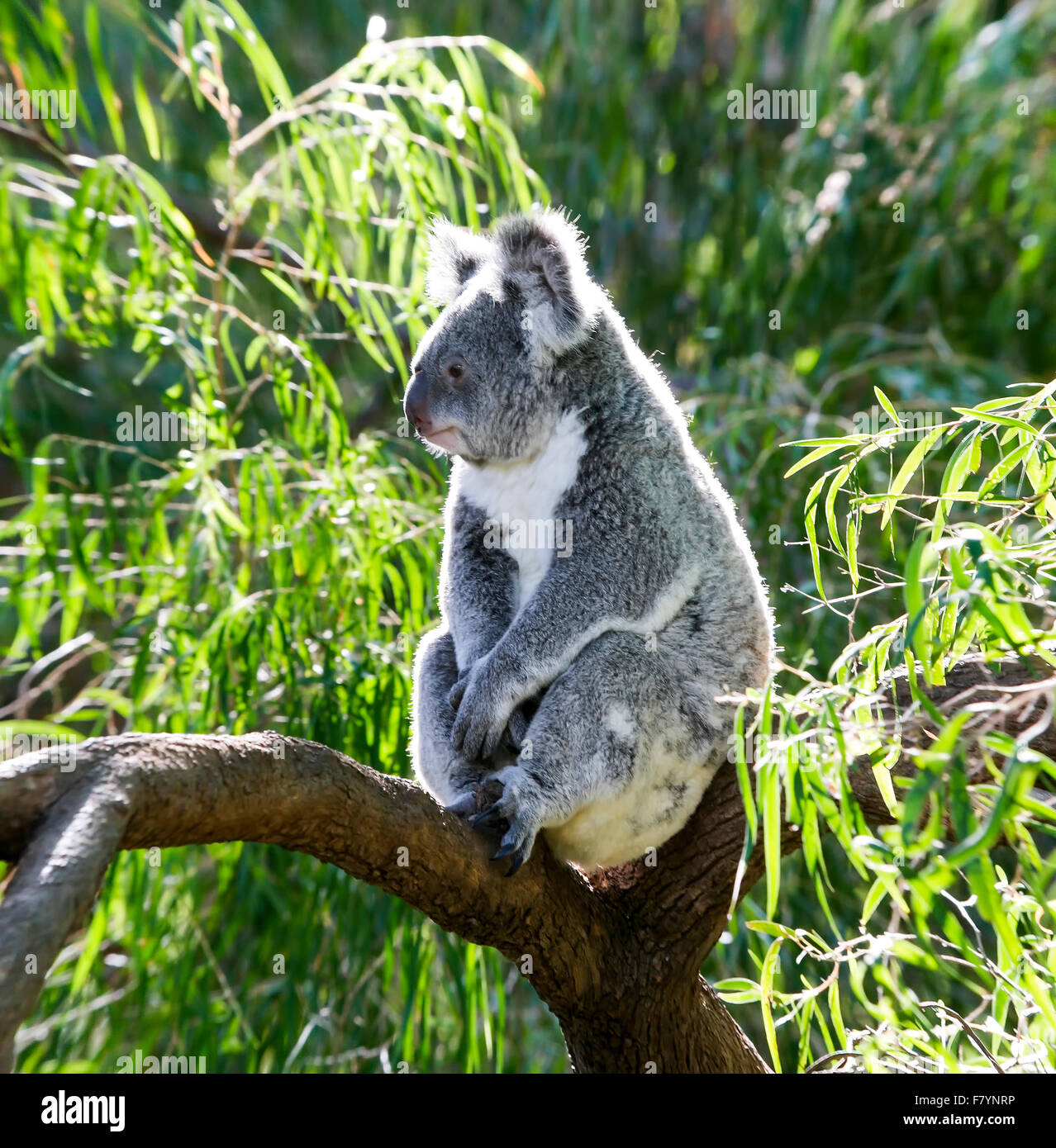 Koala Bears Gum Tree Australia Species Stock Photo Alamy
