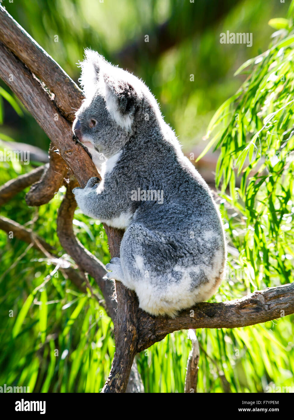 Koala Bears Gum Tree Australia Species Stock Photo Alamy