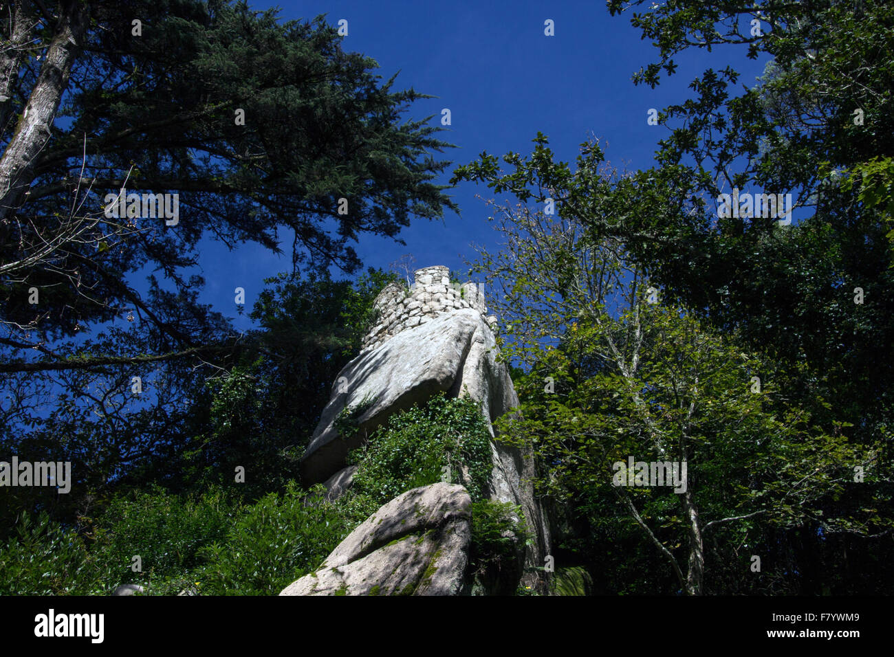 old tree near moorish castle Stock Photo Alamy