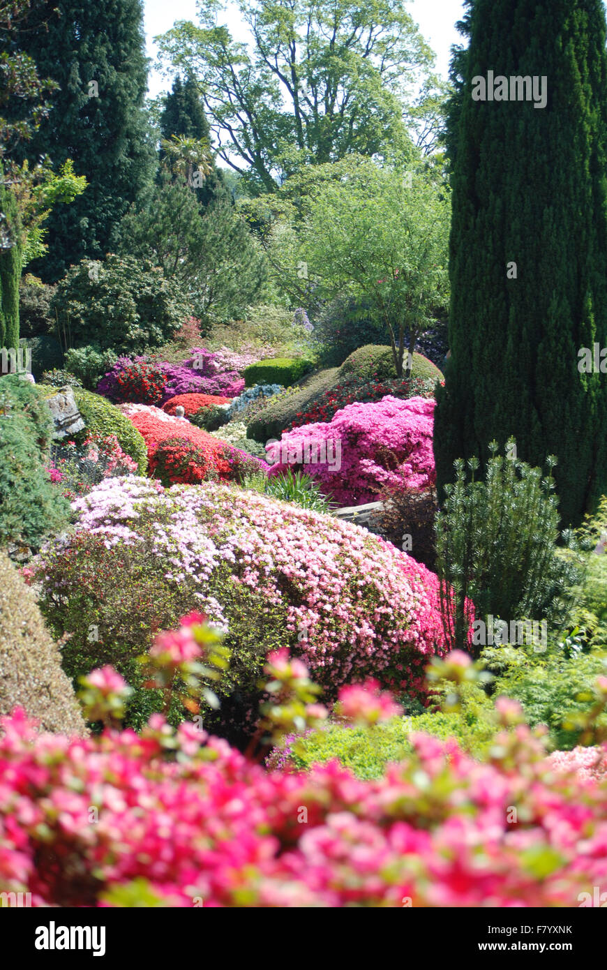 Azaleas in Rock Garden at Leonardslee Gardens Stock Photo - Alamy