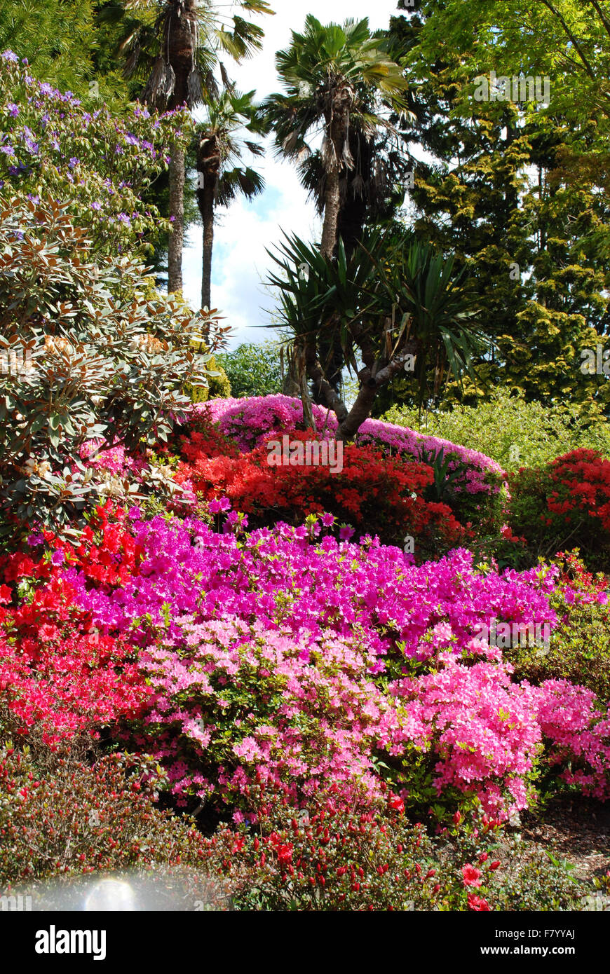 Azaleas in Rock Garden at Leonardslee Gardens Stock Photo