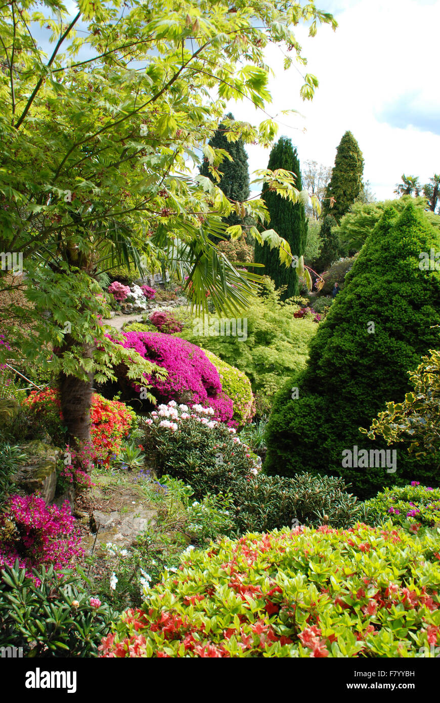 Azaleas in Rock Garden in Leonardslee Garden Stock Photo