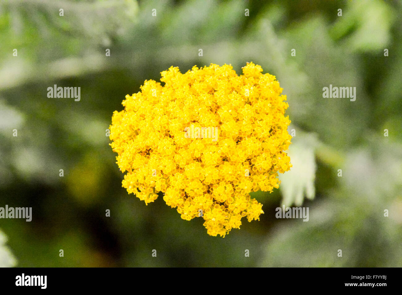 Blooming Flower Background Stock Photo - Alamy