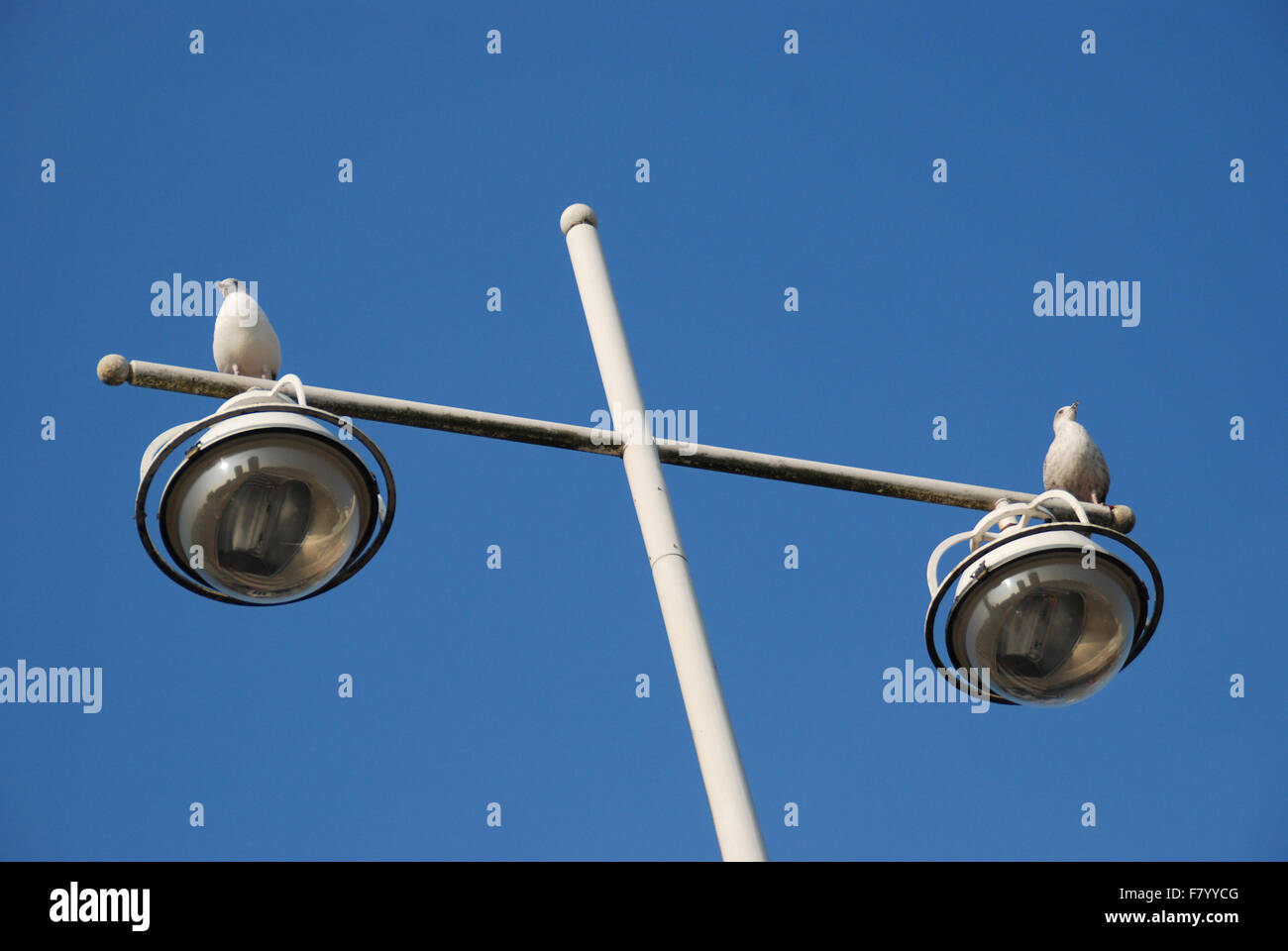 seagulls on top of lights lamp post Stock Photo Alamy