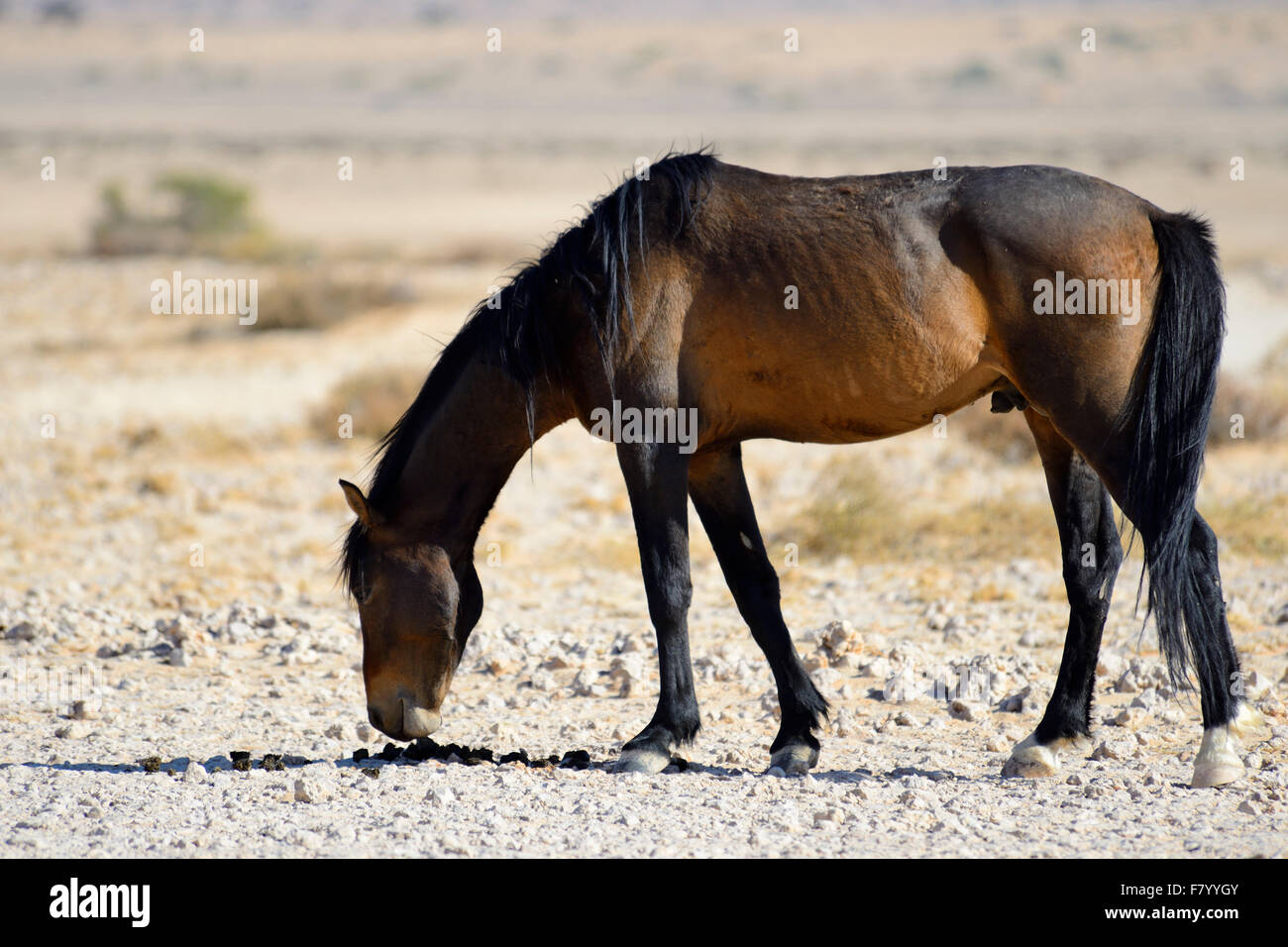 Wild desert horses at Garub near Aus, Namibia Stock Photo
