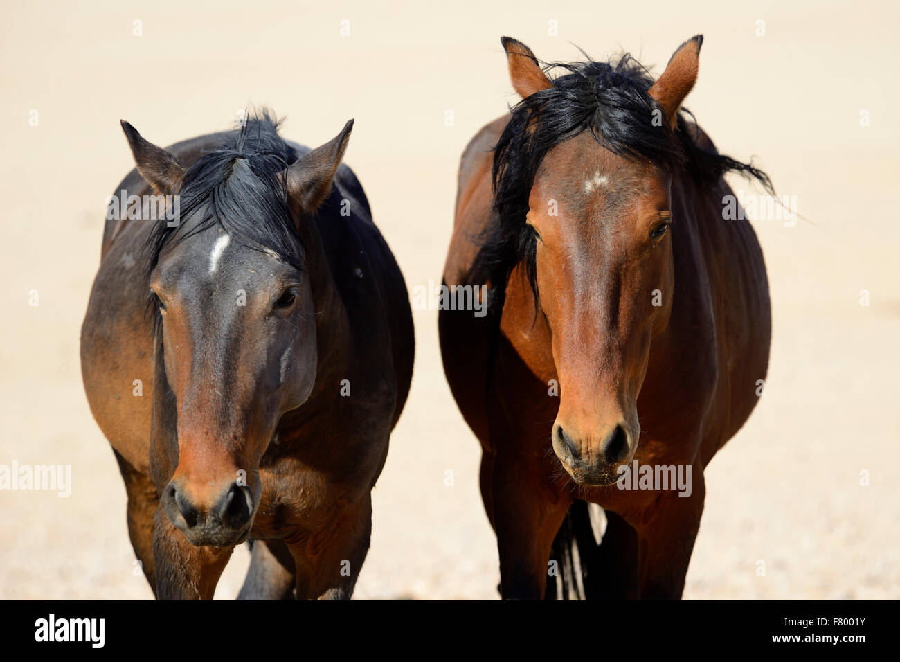 Head shot of wild desert horses at Garub near Aus, Namibia Stock Photo