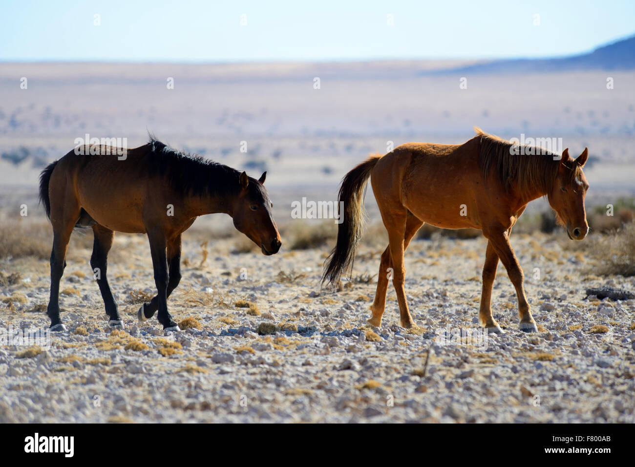 Wild desert horses at Garub near Aus, Namibia Stock Photo