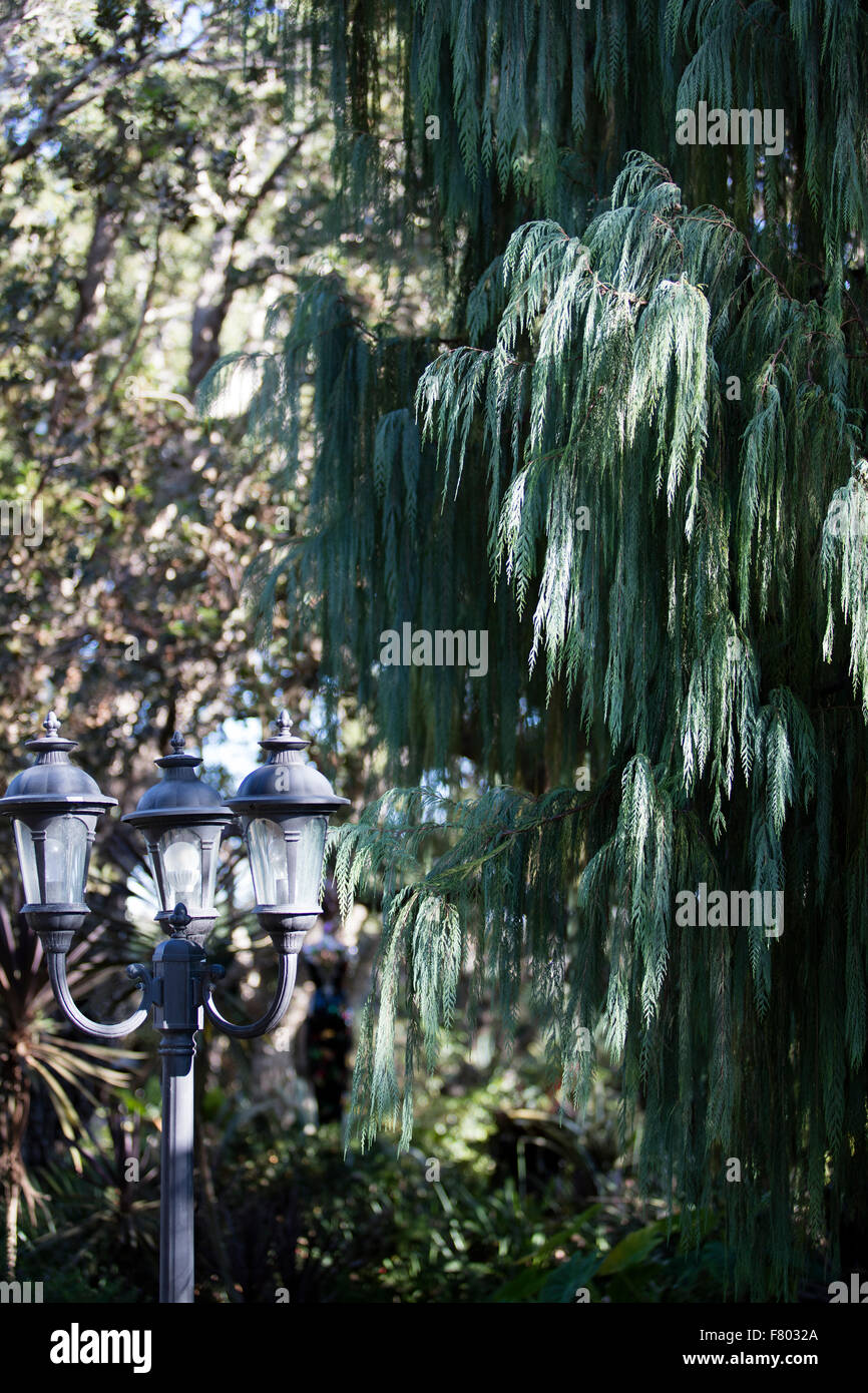 Beautiful Weeping Juniper at the San Diego Botanical Gardens in California Stock Photo