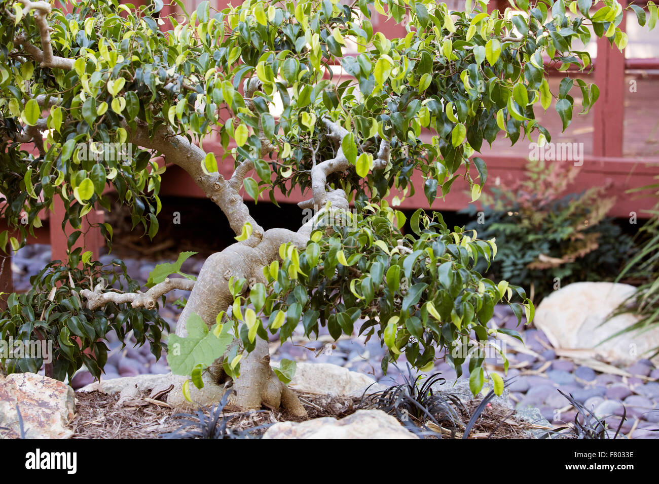 A Bonsai Ficus tree in the San Diego Botanical Garden in California