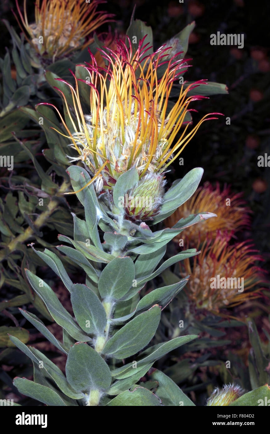Close-up of flower of Grey-leaf Fountain/ Rainbow Pincushion- Leucospermum grandiflorum - Family Proteaceae Stock Photo