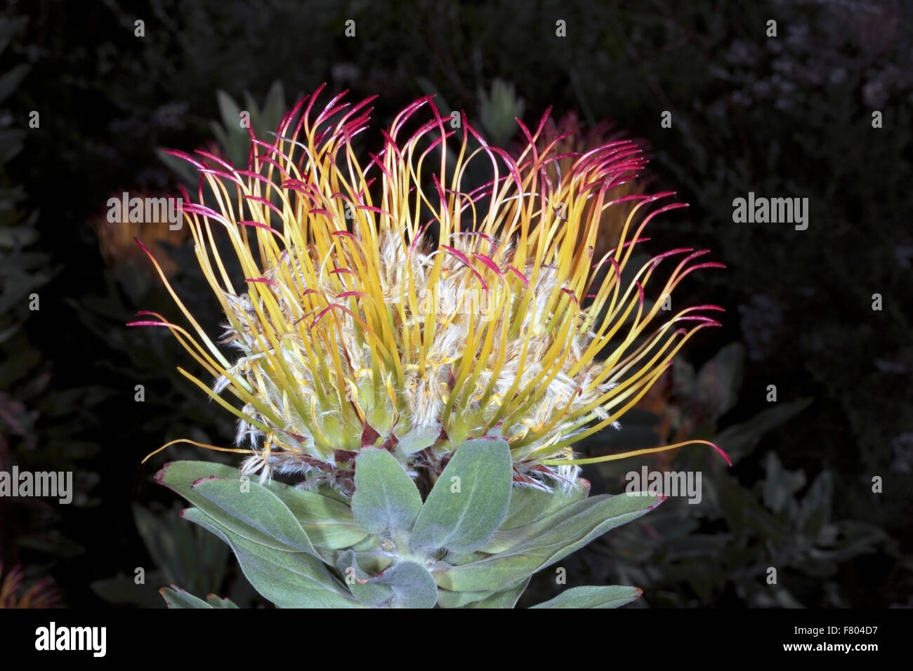 Close-up of flower of Grey-leaf Fountain/ Rainbow Pincushion- Leucospermum grandiflorum - Family Proteaceae Stock Photo