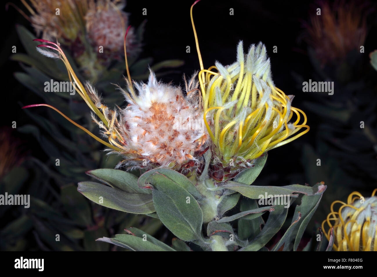 Close-up of immature flower of Grey-leaf Fountain/ Rainbow Pincushion- Leucospermum grandiflorum - Family Proteaceae Stock Photo
