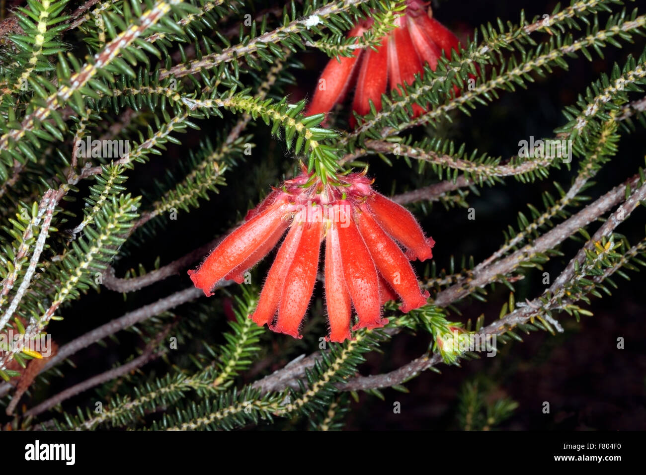 Close-up of Erica cerinthoides x Erica coronata- Fire Erica/Fire Heath/ Red Hairy Erica- Family Ericaceae Stock Photo