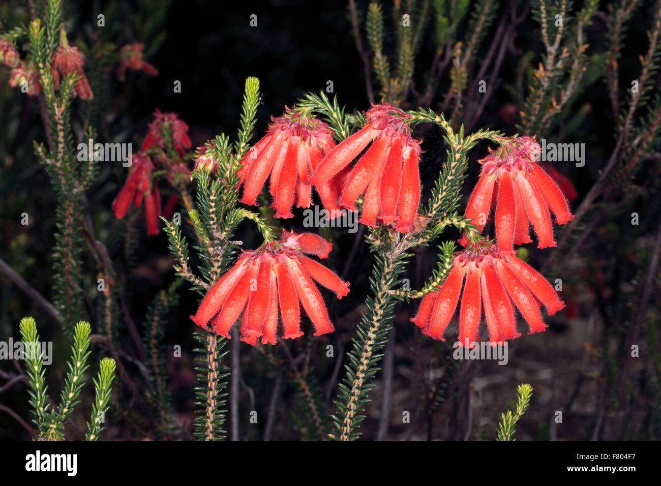 Close-up of Erica cerinthoides x Erica coronata- Fire Erica/Fire Heath/ Red Hairy Erica- Family Ericaceae Stock Photo