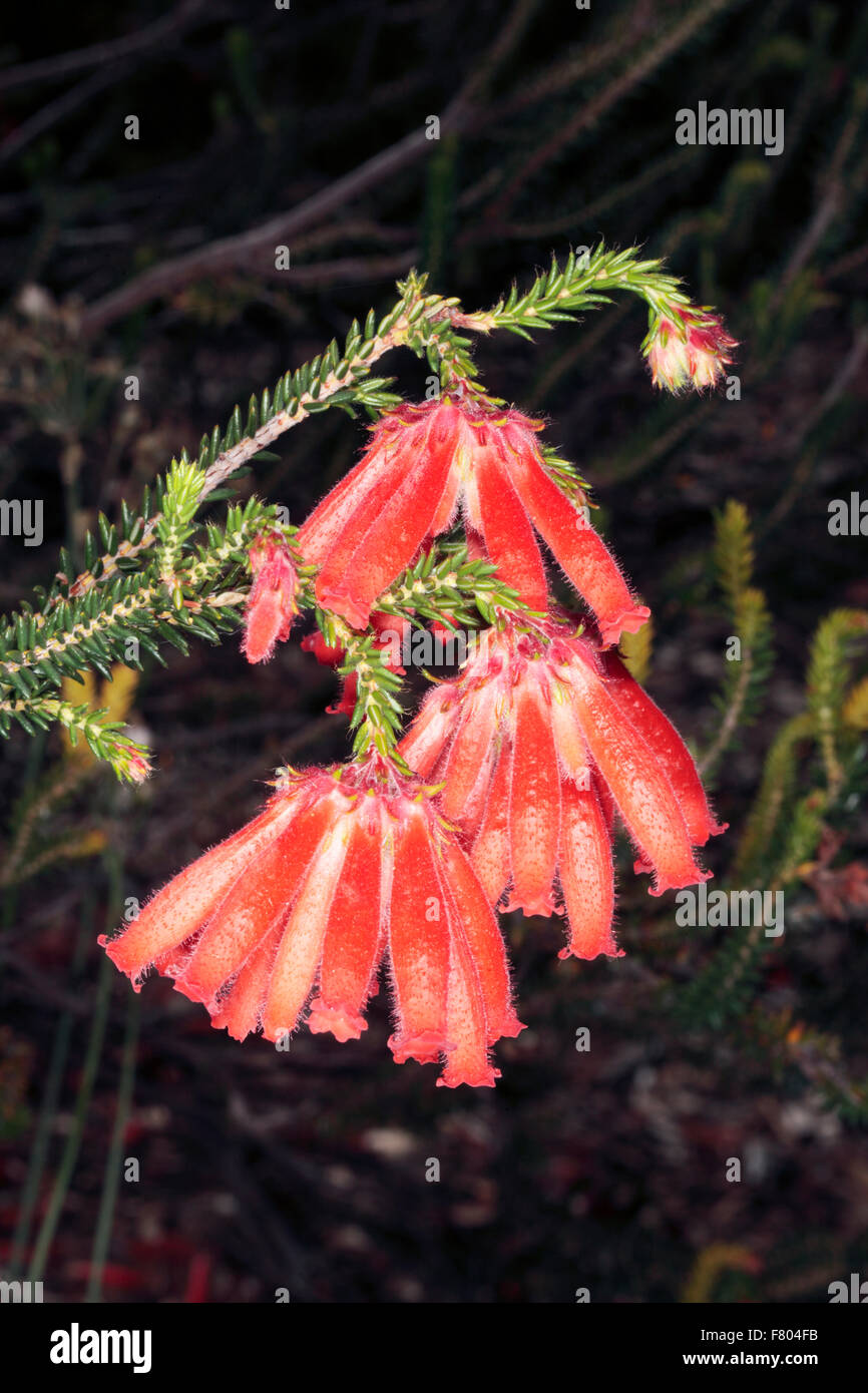 Close-up of Erica cerinthoides x Erica coronata- Fire Erica/Fire Heath/ Red Hairy Erica- Family Ericaceae Stock Photo