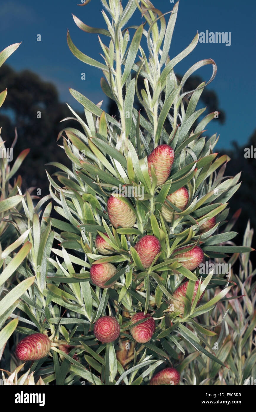 Garden-Route Conebush/ Leucadendron- Leucadendron conicum- A Delta Seed Conebush- Family Proteaceae Stock Photo