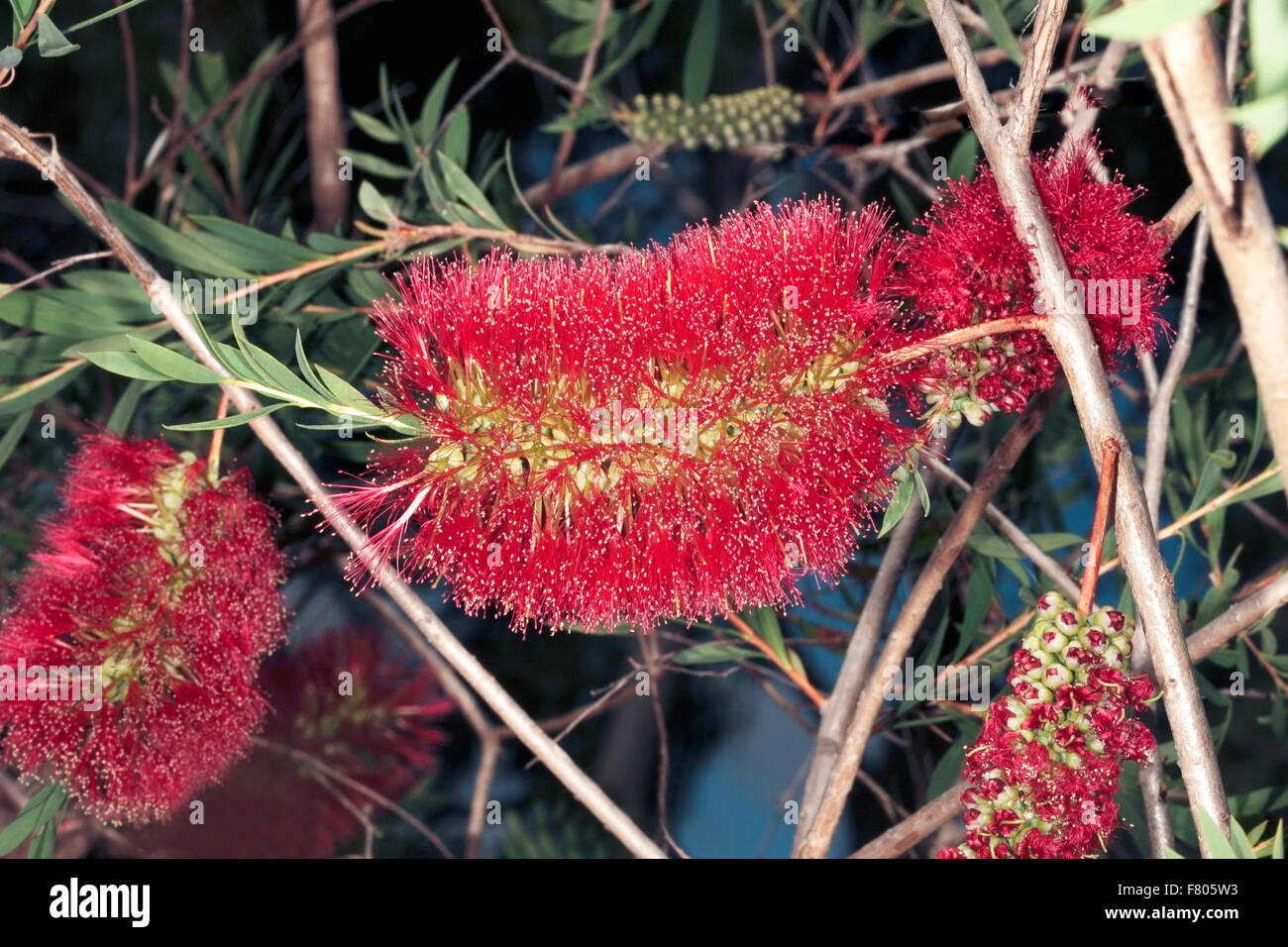 Close-up of Flower spike of Melaleuca macronychia- Family Myrtaceae Stock Photo