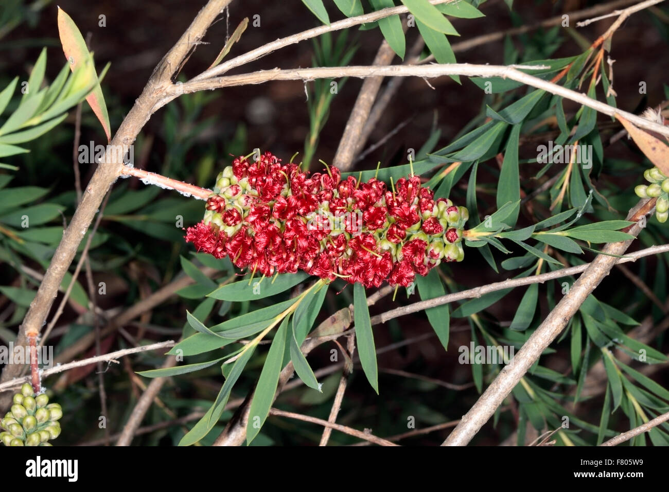 Close-up of Flower spike of Melaleuca macronychia- Family Myrtaceae Stock Photo