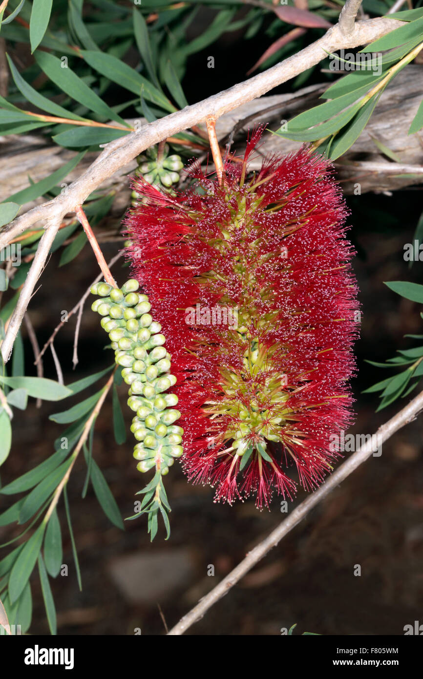 Close-up of Flower spike of Melaleuca macronychia- Family Myrtaceae Stock Photo