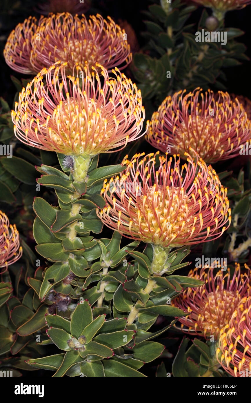 Close-up of Pincushion Shrub / Luisiesboom- Leucospermum cordifolium - member of Fireworks group- Family Proteaceae Stock Photo