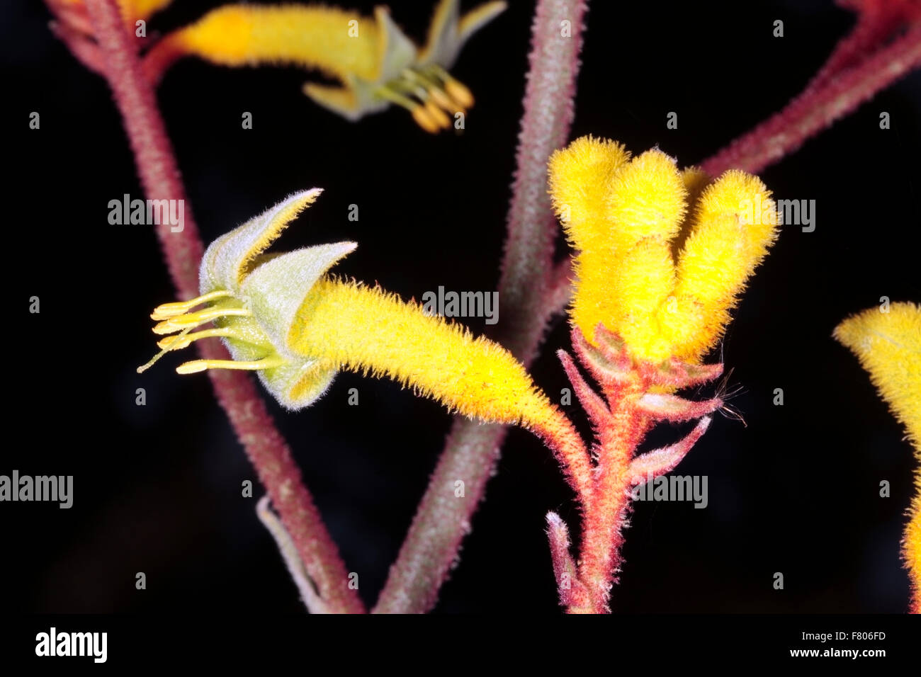 Close-up of Kangaroo Paw flowers- Anigozanthos flavidus yellow variety- Family Haemodoraceae Stock Photo