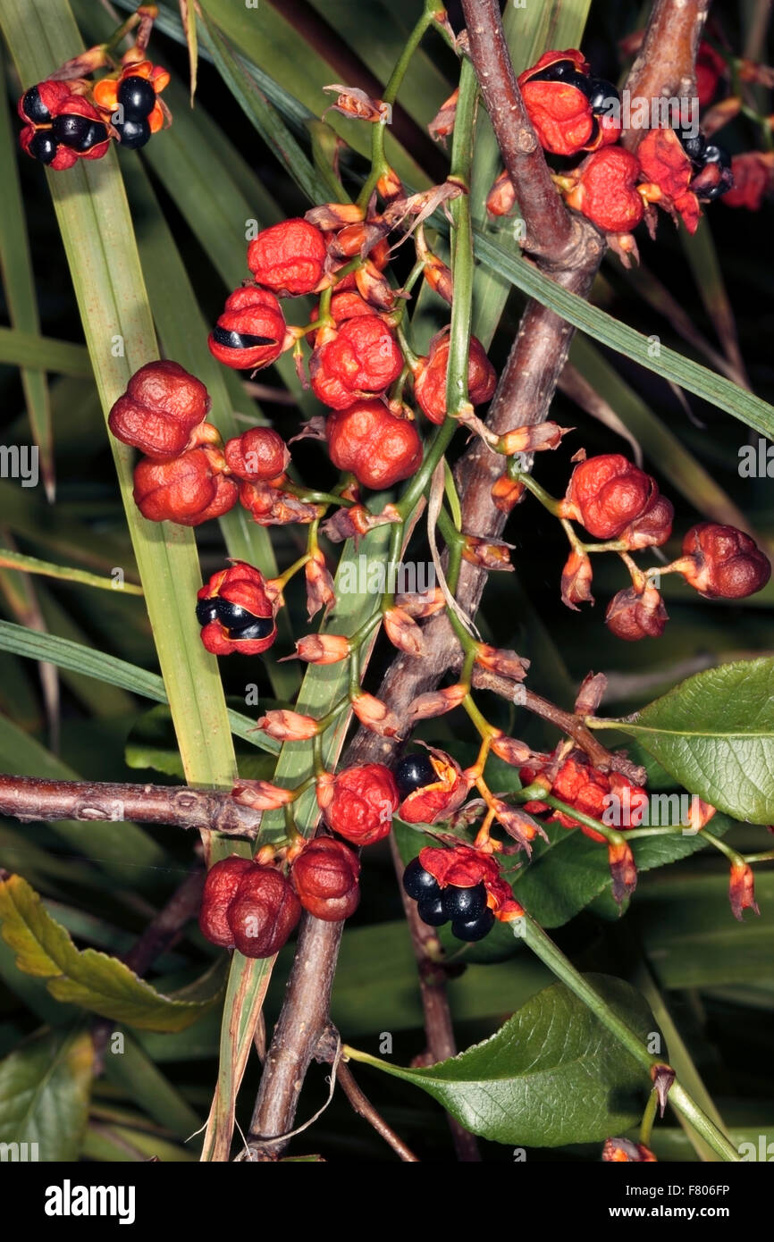 Carnival Bush / Mickey Mouse plant- Ochna serrulata syn.Ochna altropurpurea and Diporidium serrulatum - Family Ochnaceae Stock Photo