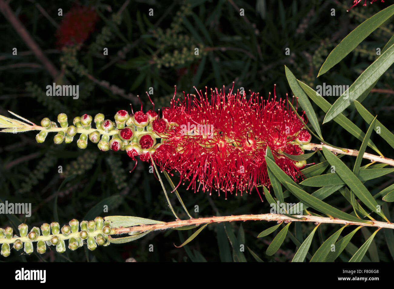 Close-up of Flower Spike of Albany Paperbark- Melaleuca baxteri - Family Myrtaceae Stock Photo