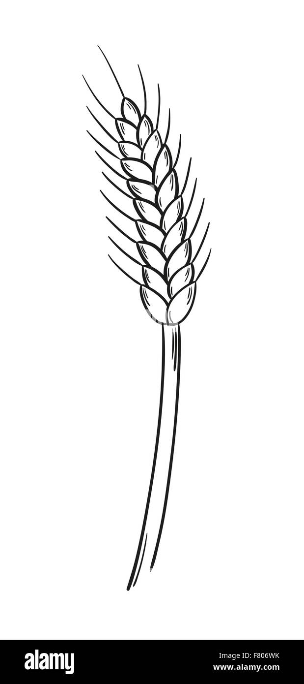 Пшеница рисунок карандашом для детей