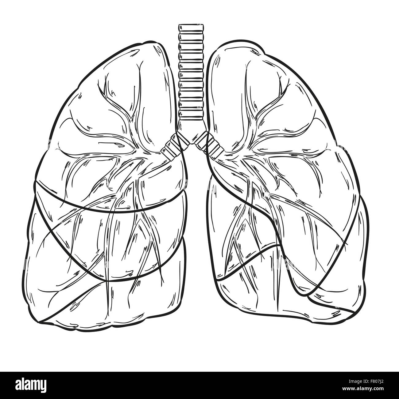 lungs sketch Stock Vector
