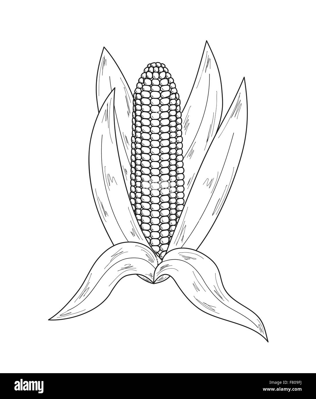 Black white cartoon illustration corn Stock Vector Images Alamy