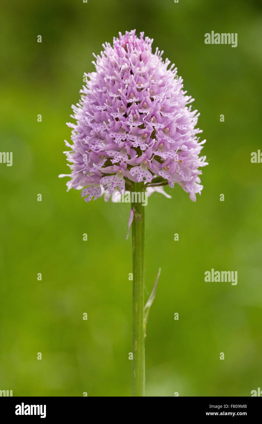 Round Headed Orchid, or globe orchid, in flower in meadow, French Alps
