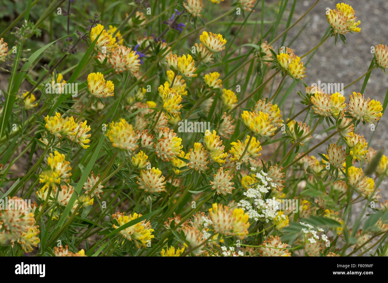 A mountain form of Kidney Vetch, Anthyllis vulneraria ssp. polyphylla in the french Alps. Stock Photo