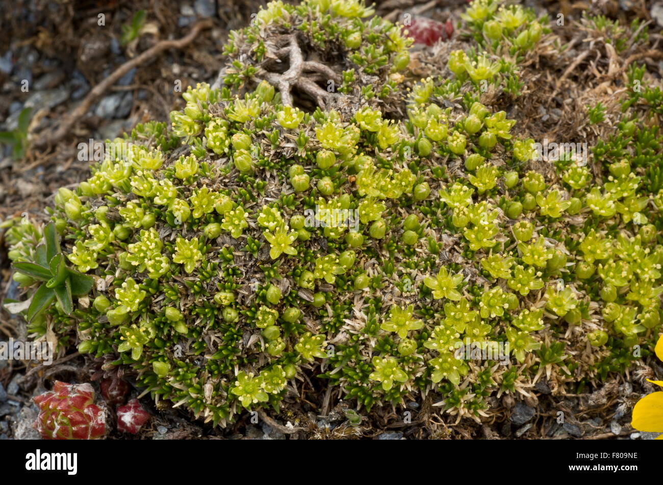Ancient cushion of Cyphel, Minuartia sedoides in flower, at high altitude. Stock Photo