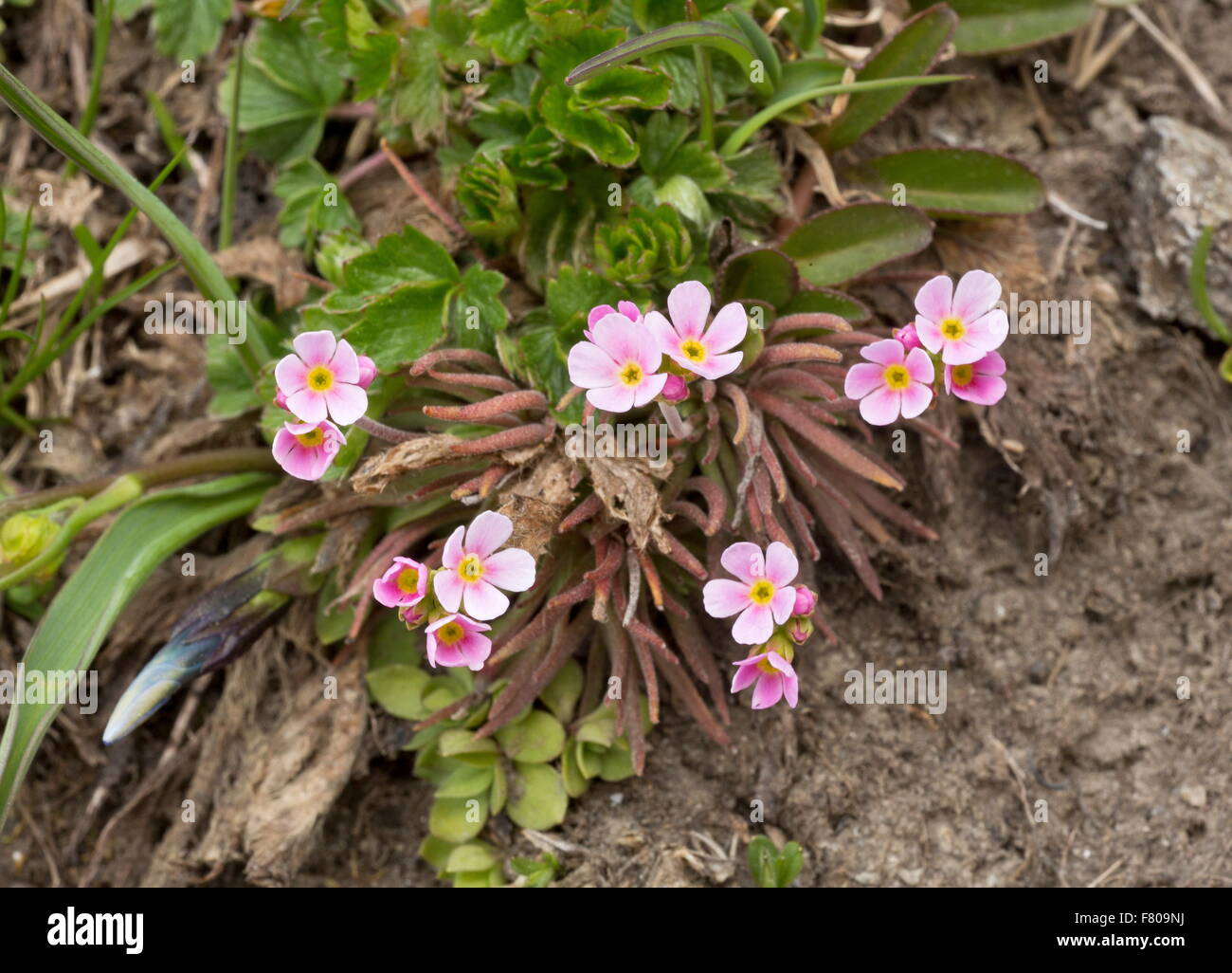 Pink Rock Jasmine, Androsace carnea, in flower at 2500m on acid soil