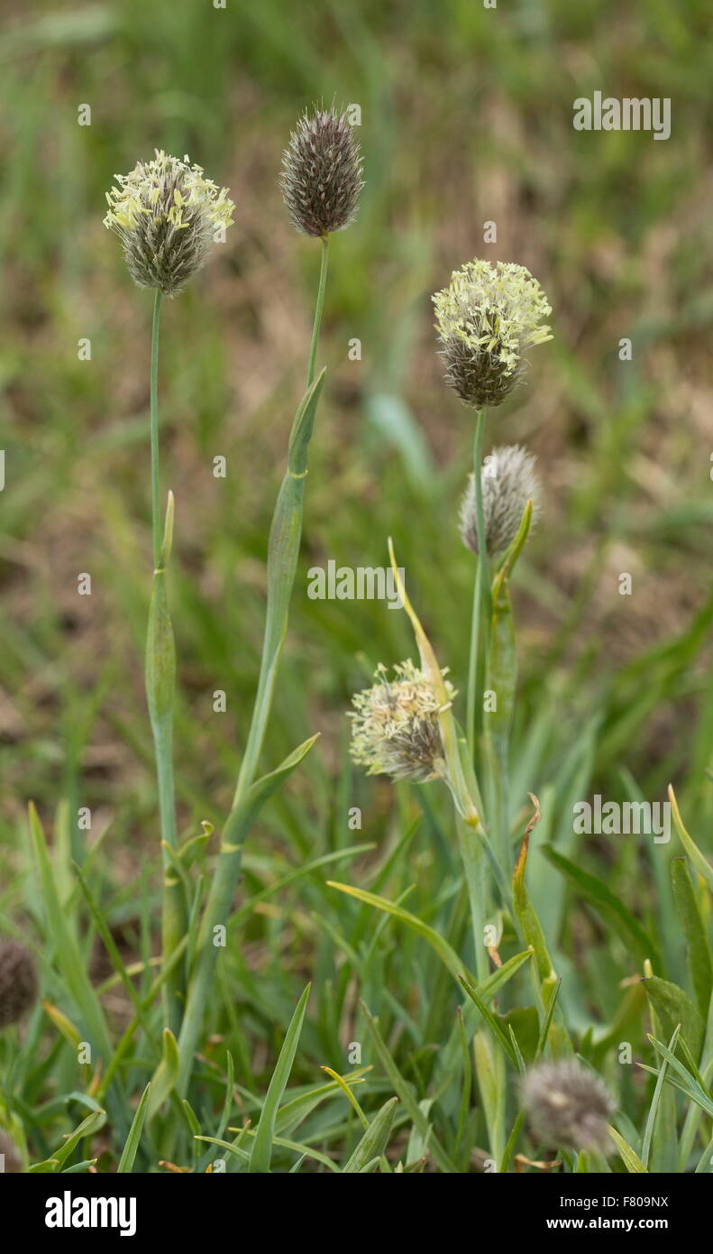 alpine cat's-tail, alpine timothy, mountain timothy, grass, Phleum alpinum Stock Photo