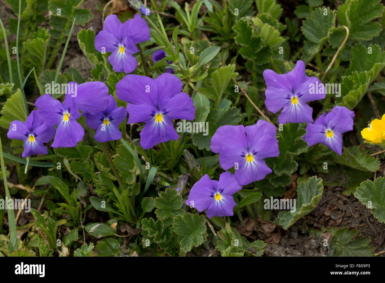 Alpine pansies, Viola calcarata in flower in mountain pastures, Queyras, France Stock Photo