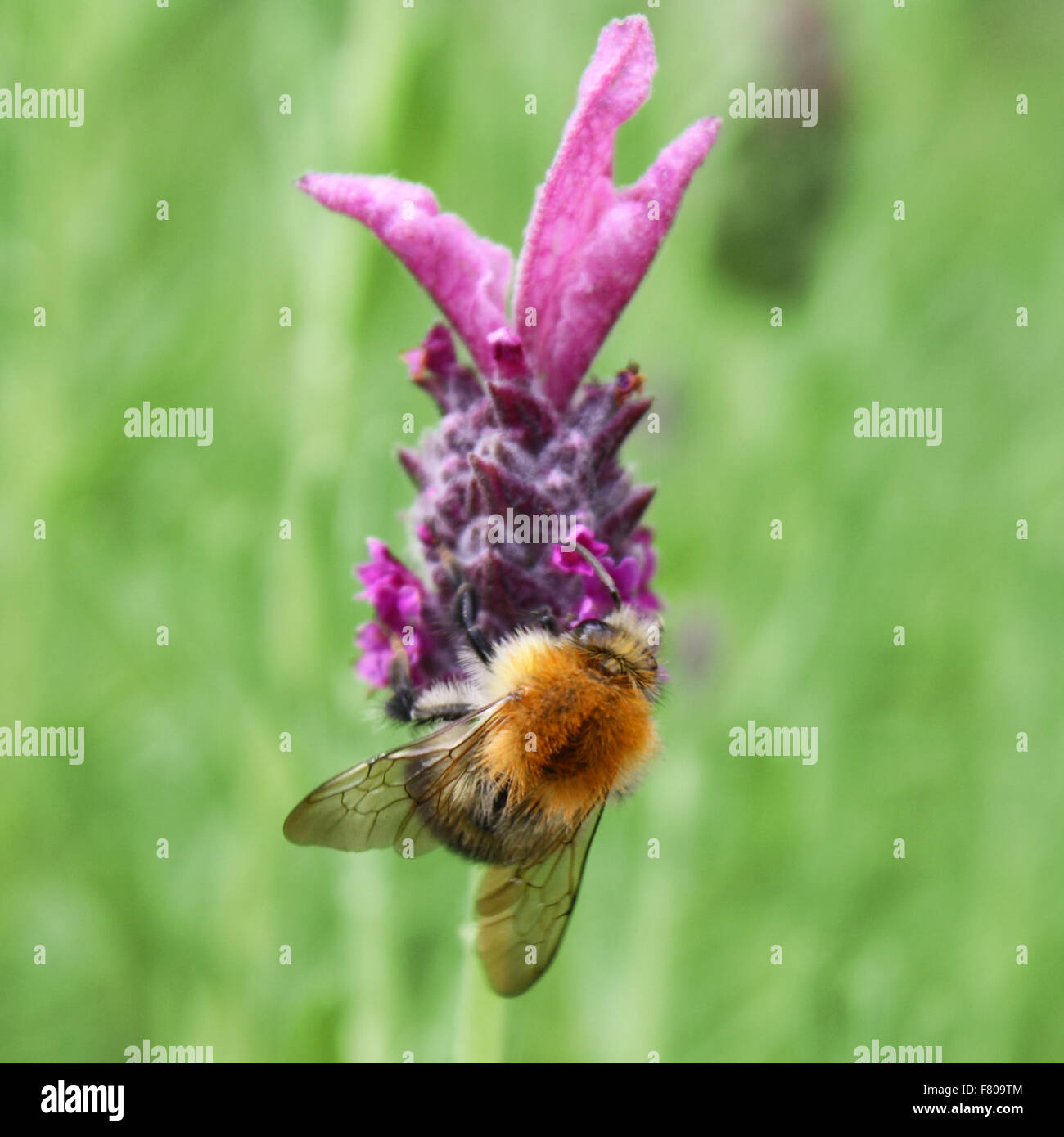 Biene sucht Nektar Stock Photo