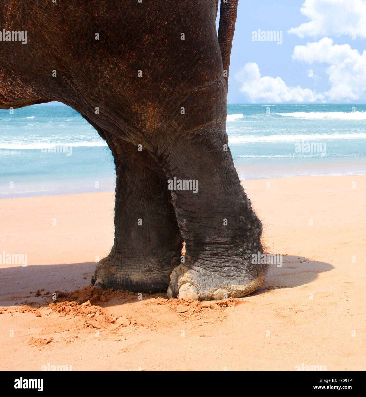 Elefantenfuss Stock Photo