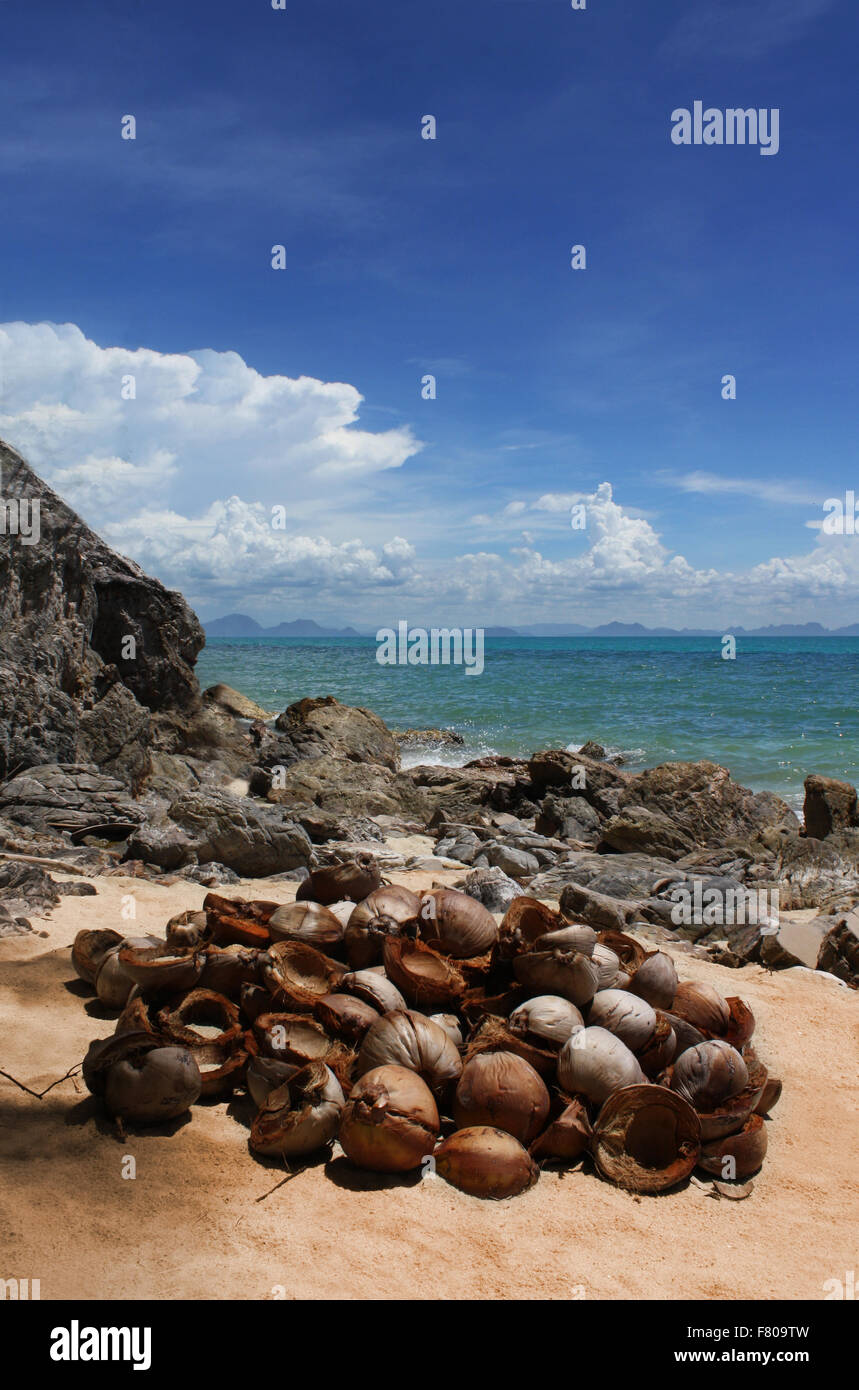 Coconuts on the beach Stock Photo Alamy