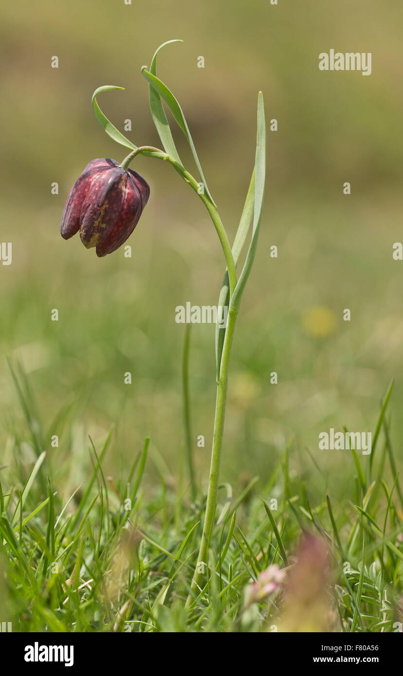 Dauphiné's fritillary, Fritillaria tubiformis in flower in high alpine pastures, Queyras, french Alps. Stock Photo