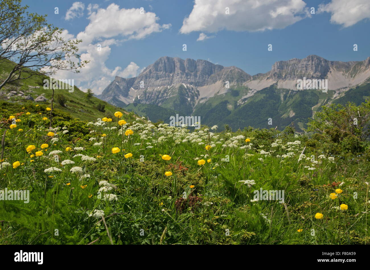 High flowery pastures, with globe flowers, at the Pas du serpaton, montagne de Gresse, Vercors, France. Stock Photo