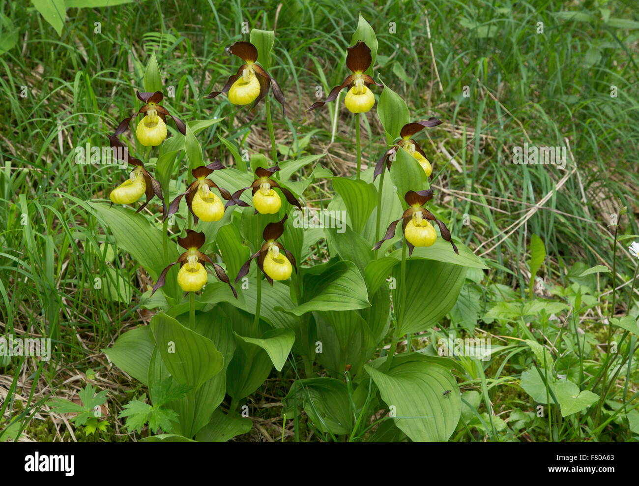 Lady s slipper orchids in woodland clearing Vercors mountains