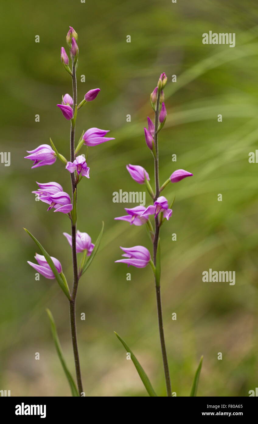 Group of Red Helleborine orchids, Cephalanthera rubra in flower. Very rare in UK. Stock Photo