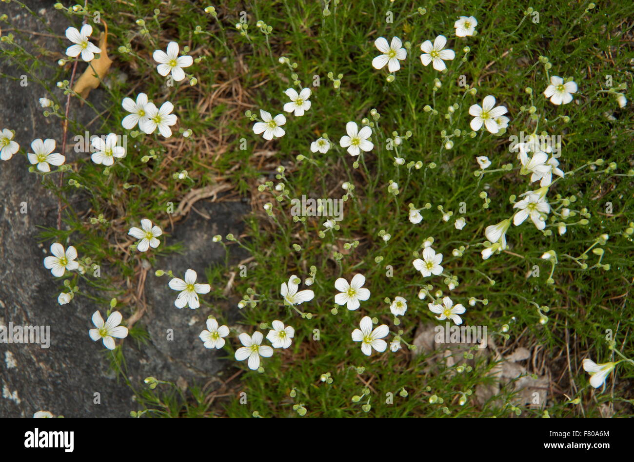 An alpine sandwort, Minuartia capillacea; at 1600m in the french alps. Stock Photo