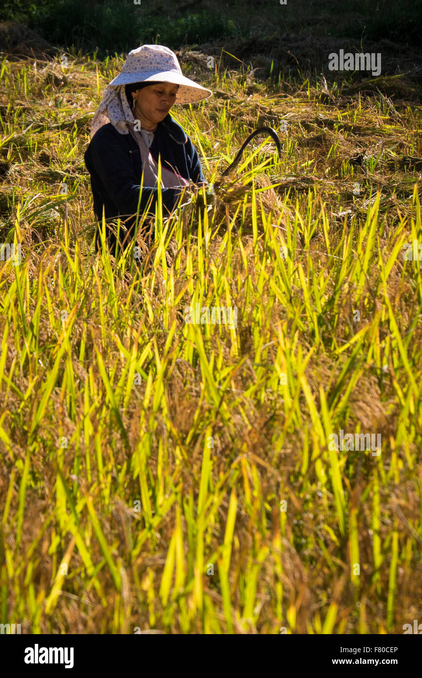 Women harvesting rice in a rice paddy outside of Luang Nam Tha, north west Laos. Stock Photo