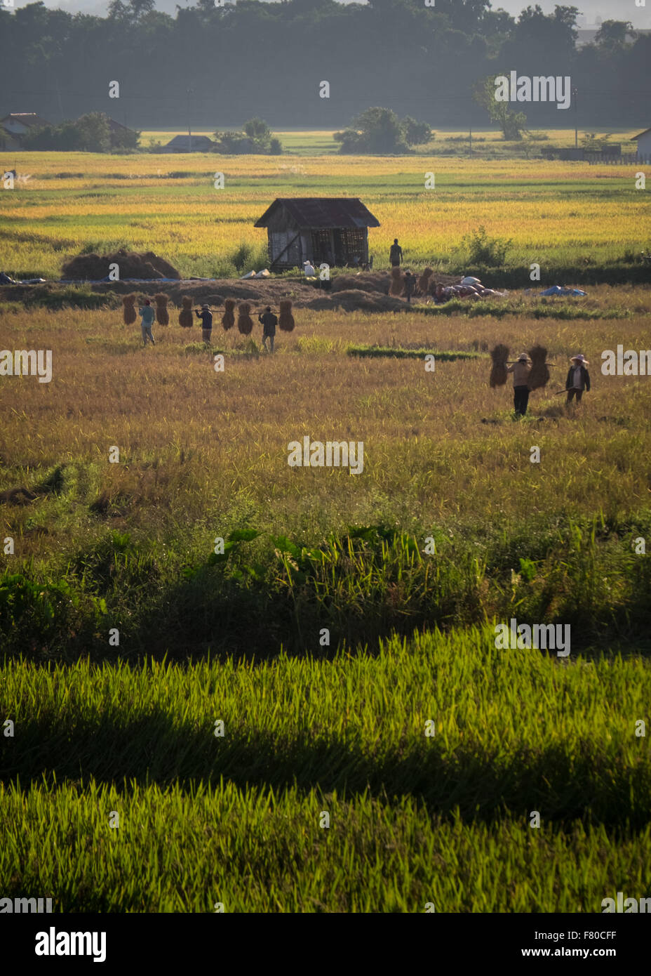 People harvesting rice in a rice paddy outside of Luang Nam Tha, north west Laos. Stock Photo