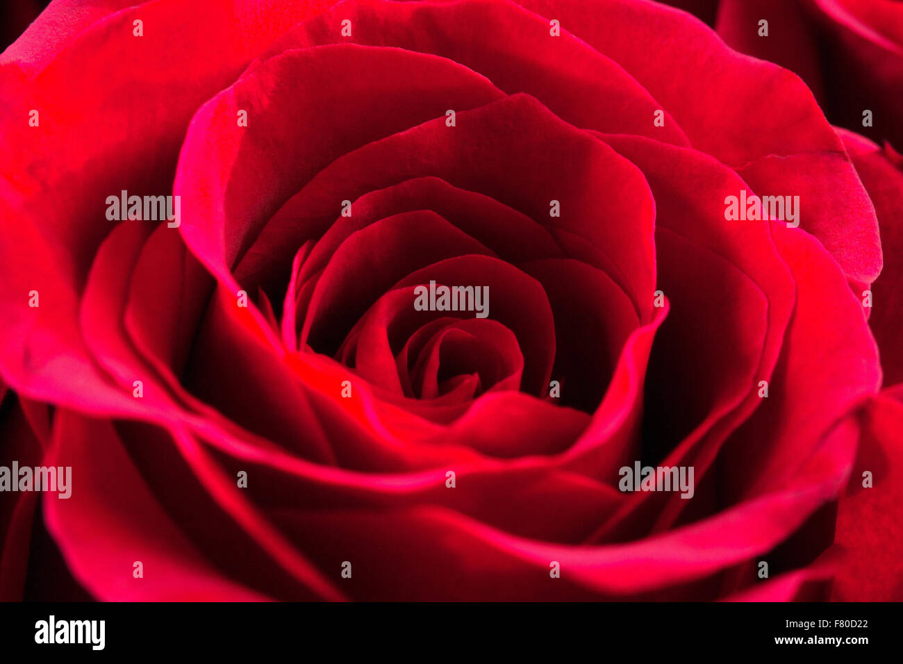 Closeup of a Red Rose Stock Photo