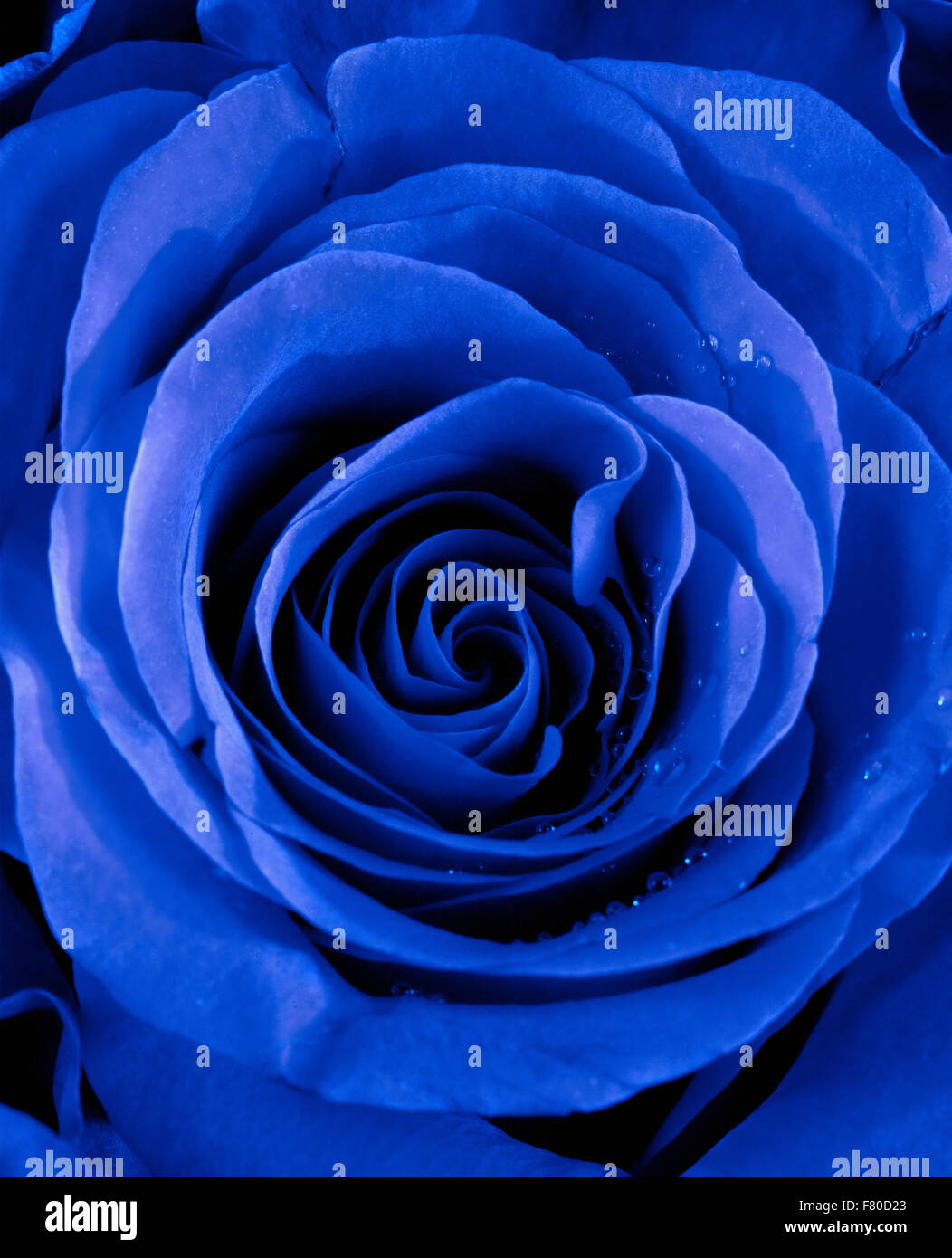 Closeup of a Blue Rose Stock Photo