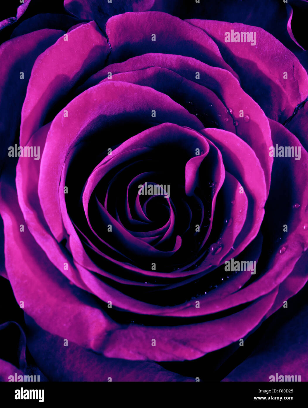 Closeup of a Purple Rose Stock Photo