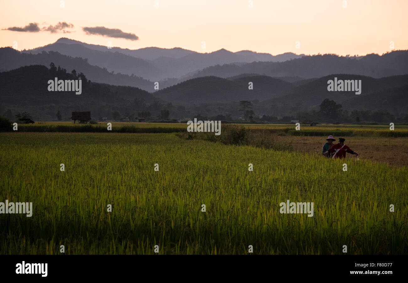 People walking home from a day working in the rice fields during sunset in Luang Nam Tha, Laos Stock Photo